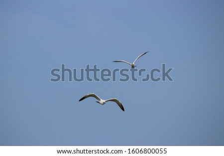 A Common tern and a Black bellied plover flying together