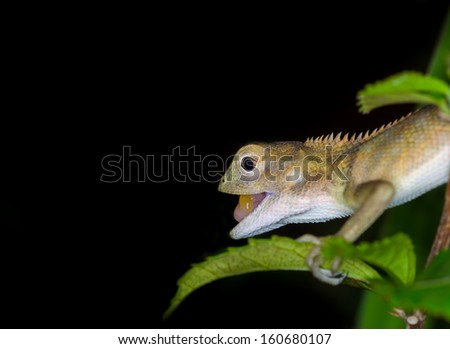 Close up lizard on tree at night