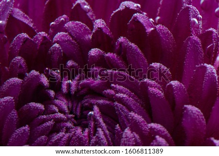 Chrysanthemum close-up, purple. Close-up. Under water. Creative photo. Screensaver or postcard.