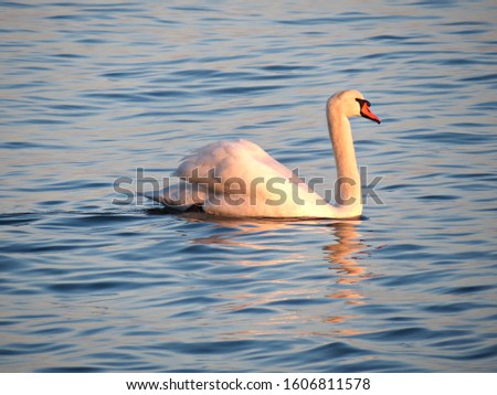 Wild swan swimming on blue lake water at sunset, swans on pond, nature series Royalty-Free Stock Photo #1606811578