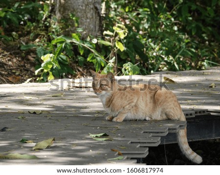 Adorable cat resting in the shade of a tree foliage on walkway in a park.