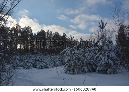 Group of Snow Covered Fir Trees. Snow-covered pines in the forest.