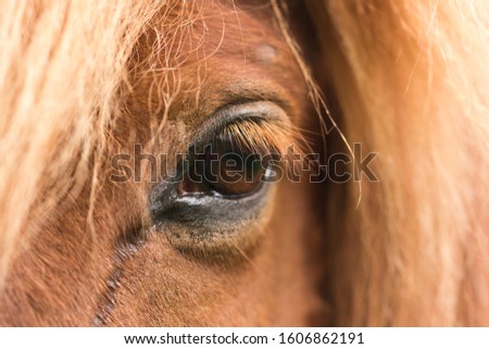 Close up picture of the eye of a horse. A horse eye.