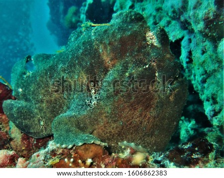 Giant Frig Fish Close Up Bohol Philippines
