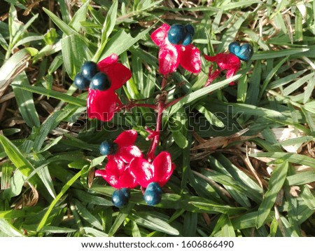 Red flower on grass green background