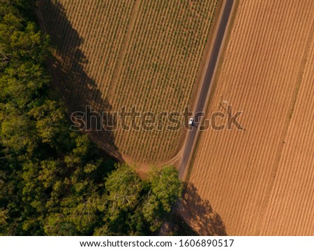 Abstract fields top down view. DRONE view from above of rows of sugar cane planted on farm, trees, green forest, road, valley. Green and orange. Shot in Walsh's pyramid, Carins, Australia.