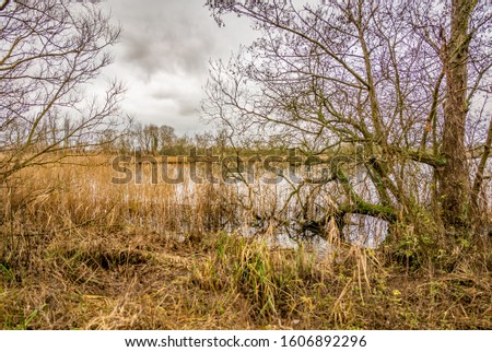 Golden reed beds and trees on the bank of Rockland Broad captured on a dull, grey and overcast winter's day