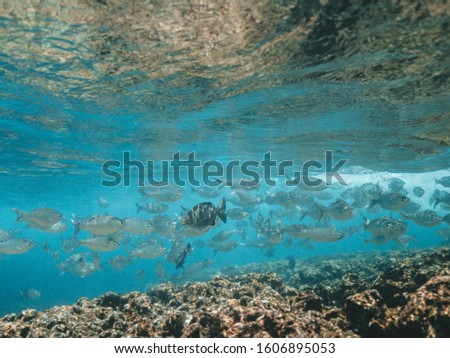 School of fish in the sea under water