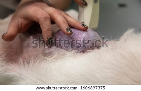 Vet clinic. Preparing the dog to remove a breast tumor. Shearing wool with a hair clipper around the tumor. Royalty-Free Stock Photo #1606897375