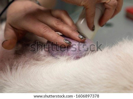 Vet clinic. Preparing the dog to remove a breast tumor. Shearing wool with a hair clipper around the tumor. Royalty-Free Stock Photo #1606897378