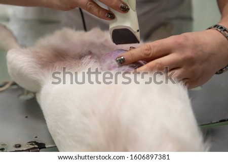 Vet clinic. Preparing the dog to remove a breast tumor. Shearing wool with a hair clipper around the tumor. Royalty-Free Stock Photo #1606897381