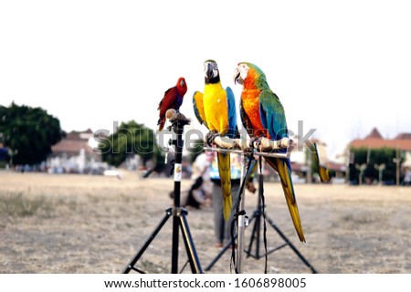 parrot with love in alun alun lor jogjakarta indonesia