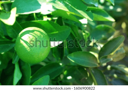 Green lemon trees in vegetable gardens