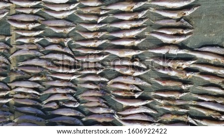 the fisherman dried up their overcaught fish at the seaside