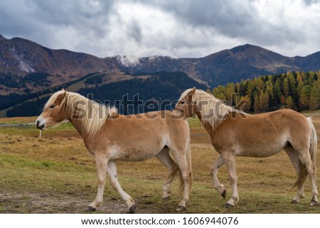 Italy. Nice horses in Dolomites Alps mountains.