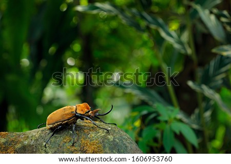 Megasoma elephas,Rhinoceros elephant beetle, , big insect from rain forest in Costa Rica. Beetle sitting on stone in the green jungle habitat. Wide angle lens photo of beautiful animal in green jungle