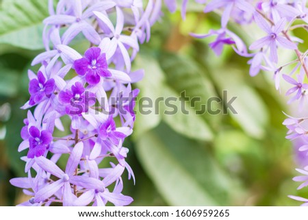 Beautiful Purple Wreath(Petrea Volubilis) or Queen's Wreath,Sandpaper Vine decorated in garden with bokeh background. Flower,garden ening or outdoor concept.