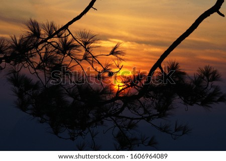 The sunset Focus on pine tree
