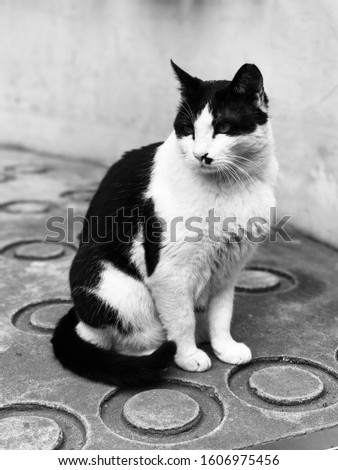 Black and white street cat at the entrance