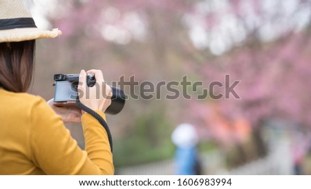 Asian woman traveler take photos by camera with cherry blossoms tree. Women traveler use camera take a photo cherry blossoms or sakura in full bloom