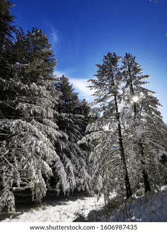 Beautiful snowy fir trees on a mountainous area in sunny weather.