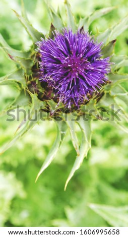 Lilac thistle flower close up. Purple flower on bright green background. Blooming meadows, wild grass and flowers concept. Natural floral botanical backdrop. Selective focus image, copy space.