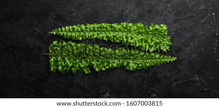 Fern leaves on black stone background. Tropical leaf. Top view. Free space for your text.