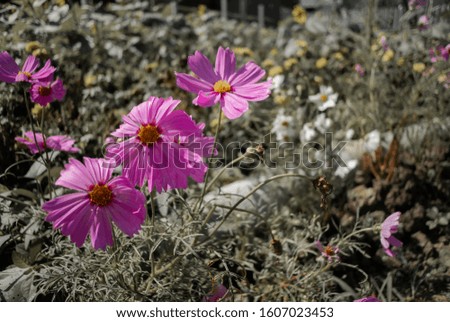 Pink Cosmos bipinnatus: Mexican aster