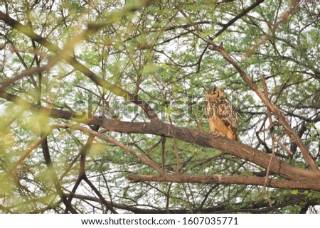 The Indian eagle-owl, also called the rock eagle-owl or Bengal eagle-owl, is a species of large horned owl restricted to the Indian Subcontinent.