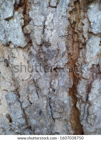 Old cracked tree bark texture background wallpaper.
