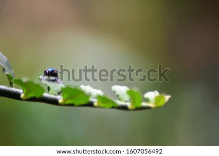 Flies are on a leaf flower