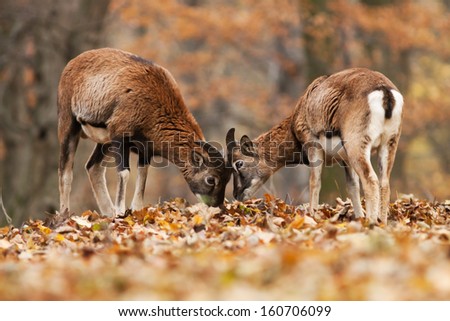 Two mouflons playing in the forest, blurred background