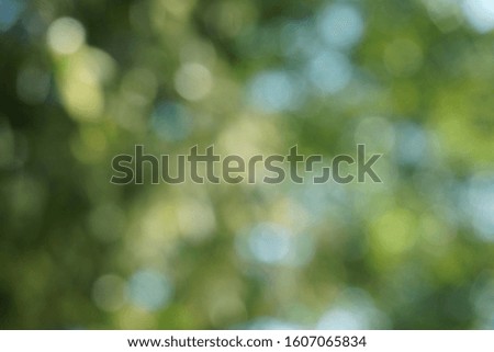 Blurred beautiful nature background blurry of leaf bokeh forest. garden and park with sunlight, use for background with perspective.