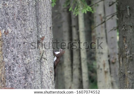 The black European squirrel is on the pine tree in the forest 