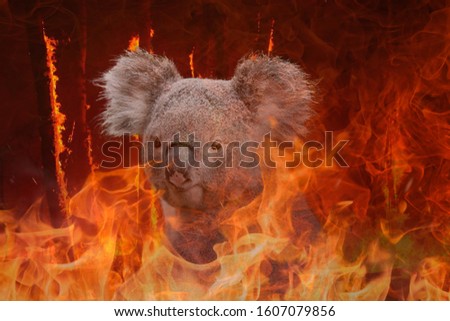 Fire in Australia. Animals killed in Fiers. Catastrophe and apocalypse. Pray for Australia Royalty-Free Stock Photo #1607079856