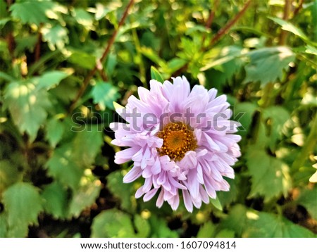  close up of white & violet aster flower in the garden.Green leaves & flower background.