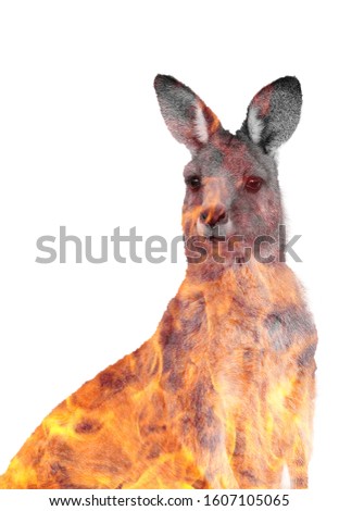Social Image About Australia Fire. Forest in fire burning with kangaroo. .double exposure  black and white on white background . Pray for Australia Royalty-Free Stock Photo #1607105065