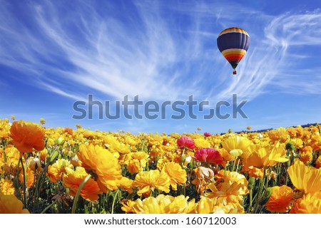 The huge field of white and orange buttercups (Ranunculus asiaticus). Beautiful spring weather, beautiful big balloon flies over the field. The picture was taken Fisheye lens