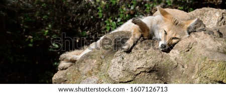 Fox resting on rock with vegetation background