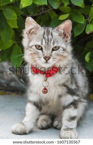 Adorable kitten posing for photo 
