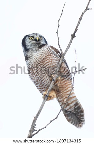 Northern Hawk-Owl (Surnia ulula) perched in a tree with claws out  hunting in winter in Canada