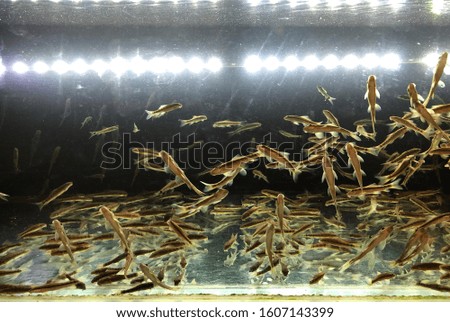 A most of fish in fish tank