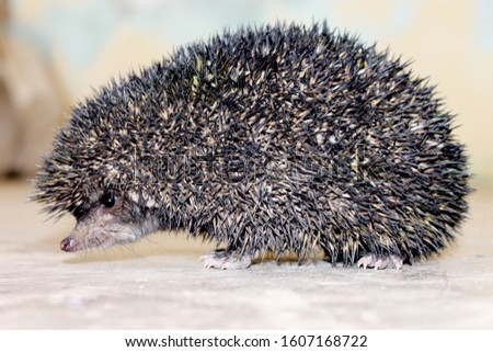 hedgehog is a spiny mammal one of the rare animal which is found only in wild , here is a rare black hedgehog , which is endangered animal.     Royalty-Free Stock Photo #1607168722