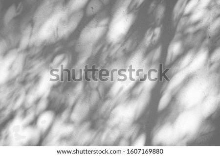 Leaves shadow on white cement wall.