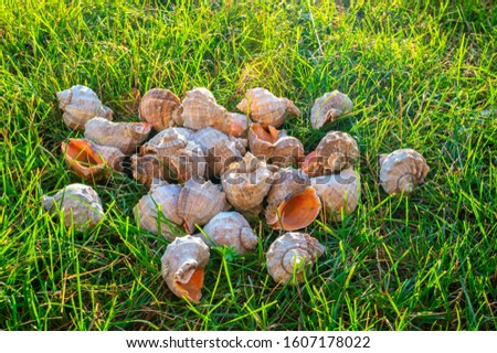 sea shells on a background of green grass. Evening rays of the sun. Colorful picture with seafood