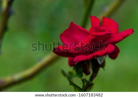 macro photography of blooming red rose with blurred branches bac
