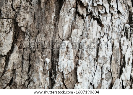 Close-up texture of bark of tree that have crack and  rugged.