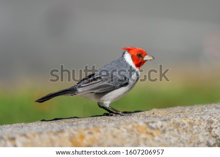 picture of a red-crested cardinal on Oahu, Hawaii