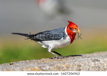 picture of a red-crested cardinal on Oahu, Hawaii