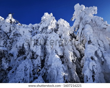 Beautiful snowy fir trees on a mountainous area in sunny weather.